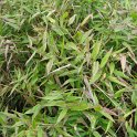 Panicum clandestinum (2)